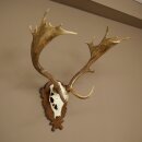 Hert, geweihoogte 76 cm, hert, hertengewei, gesneden trofeeschild 72.551