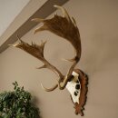 Hert, geweihoogte 76 cm, hert, hertengewei, gesneden trofeeschild 72.551