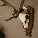 Hert, geweihoogte 76 cm, hert, hertengewei, gesneden trofeeschild 72.551