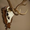 Hert, geweihoogte 76 cm, hert, hertengewei, gesneden trofeeschild 72.551