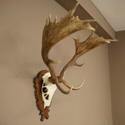 Hert, geweihoogte 76 cm, hert, hertengewei, gesneden trofeeschild 72.551