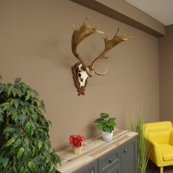 Hert, geweihoogte 76 cm, hert, hertengewei, gesneden trofeeschild 72.551