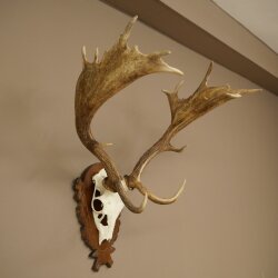 Hert, geweihoogte 76 cm, hert, hertengewei, gesneden trofeeschild 72.551