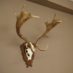 Hert, geweihoogte 76 cm, hert, hertengewei, gesneden trofeeschild 72.551