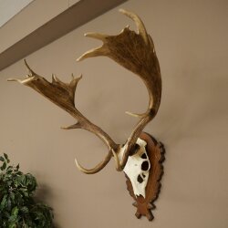 Hert, geweihoogte 76 cm, hert, hertengewei, gesneden trofeeschild 72.551