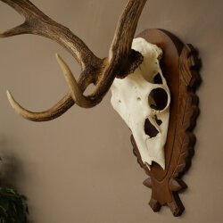 Hert, geweihoogte 76 cm, hert, hertengewei, gesneden trofeeschild 72.551