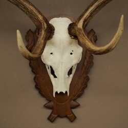 Hert, geweihoogte 76 cm, hert, hertengewei, gesneden trofeeschild 72.551