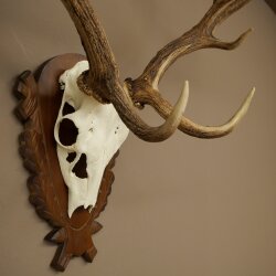 Hert, geweihoogte 76 cm, hert, hertengewei, gesneden trofeeschild 72.551