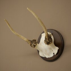 Damhirsch kleiner Dam Hirsch Spießer Geweih Höhe 17 cm Hirschgeweih auf Trophäenschild 72.553