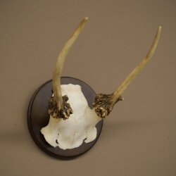 Damhirsch kleiner Dam Hirsch Spießer Geweih Höhe 17 cm Hirschgeweih auf Trophäenschild 72.553
