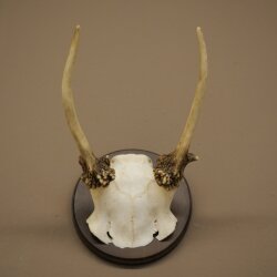Damhirsch kleiner Dam Hirsch Spießer Geweih Höhe 17 cm Hirschgeweih auf Trophäenschild 72.553