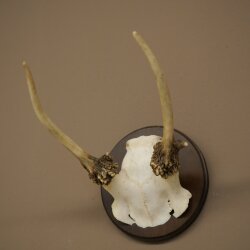 Damhirsch kleiner Dam Hirsch Spießer Geweih Höhe 17 cm Hirschgeweih auf Trophäenschild 72.553