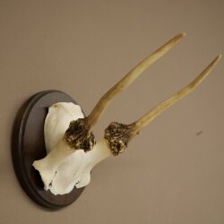 Damhirsch kleiner Dam Hirsch Spießer Geweih Höhe 17 cm Hirschgeweih auf Trophäenschild 72.553