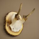 Daim, petit daim, mâle, bois, hauteur 16 cm, bois...
