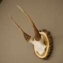 Daim, petit daim, daim mâle, bois, hauteur 29 cm,...