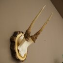 Daim, petit daim, daim mâle, bois, hauteur 29 cm,...