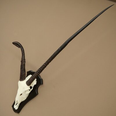 Oryx (Oryx gazella) abnorme Antilope Hornlänge 97 + 44 cm Spießbock Afrika Schädeltrophäe Trophäenschild 88.3.116