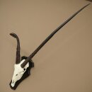 Oryx (Oryx gazella) antilope atypique Longueur des cornes...