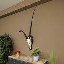Oryx (Oryx gazella) antilope atypique Longueur des cornes...