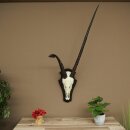 Oryx (Oryx gazella) abnorme Antilope Hornlänge 97 + 44 cm Spießbock Afrika Schädeltrophäe Trophäenschild 88.3.116