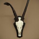 Oryx (Oryx gazella) abnorme Antilope Hornlänge 97 + 44 cm Spießbock Afrika Schädeltrophäe Trophäenschild 88.3.116