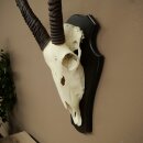 Oryx (Oryx gazella) abnorme Antilope Hornlänge 97 + 44 cm Spießbock Afrika Schädeltrophäe Trophäenschild 88.3.116