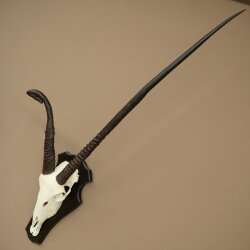 Oryx (Oryx gazella) abnorme Antilope Hornlänge 97 + 44 cm Spießbock Afrika Schädeltrophäe Trophäenschild 88.3.116