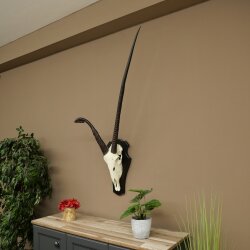 Oryx (Oryx gazella) abnorme Antilope Hornlänge 97 + 44 cm Spießbock Afrika Schädeltrophäe Trophäenschild 88.3.116