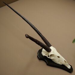 Oryx (Oryx gazella) abnorme Antilope Hornlänge 97 + 44 cm Spießbock Afrika Schädeltrophäe Trophäenschild 88.3.116