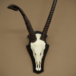 Oryx (Oryx gazella) abnorme Antilope Hornlänge 97 + 44 cm Spießbock Afrika Schädeltrophäe Trophäenschild 88.3.116