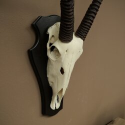 Oryx (Oryx gazella) abnorme Antilope Hornlänge 97 + 44 cm Spießbock Afrika Schädeltrophäe Trophäenschild 88.3.116