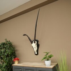 Oryx (Oryx gazella) abnorme Antilope Hornlänge 97 + 44 cm Spießbock Afrika Schädeltrophäe Trophäenschild 88.3.116