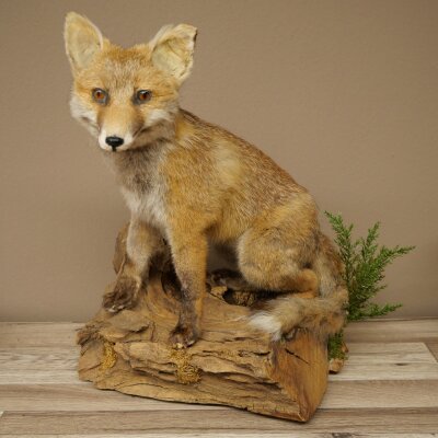 Red fox, sitting, taxidermy specimen, animal trophy, height 47 cm, 89.8.194