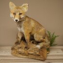 Red fox, sitting, taxidermy specimen, animal trophy, height 47 cm, 89.8.194