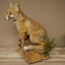 Red fox, sitting, taxidermy specimen, animal trophy, height 47 cm, 89.8.194