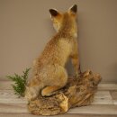 Red fox, sitting, taxidermy specimen, animal trophy, height 47 cm, 89.8.194