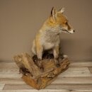 Red fox, sitting, taxidermy specimen, animal trophy, height 47 cm, 89.8.194