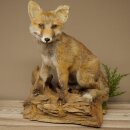 Red fox, sitting, taxidermy specimen, animal trophy, height 47 cm, 89.8.194