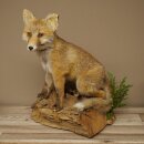 Red fox, sitting, taxidermy specimen, animal trophy, height 47 cm, 89.8.194
