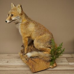 Red fox, sitting, taxidermy specimen, animal trophy, height 47 cm, 89.8.194