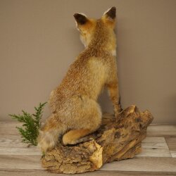 Red fox, sitting, taxidermy specimen, animal trophy, height 47 cm, 89.8.194