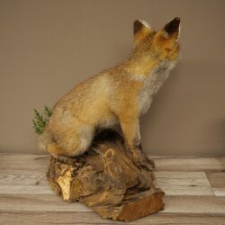 Red fox, sitting, taxidermy specimen, animal trophy, height 47 cm, 89.8.194