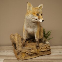 Red fox, sitting, taxidermy specimen, animal trophy, height 47 cm, 89.8.194
