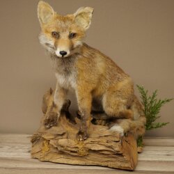 Red fox, sitting, taxidermy specimen, animal trophy, height 47 cm, 89.8.194