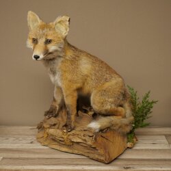 Red fox, sitting, taxidermy specimen, animal trophy, height 47 cm, 89.8.194