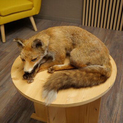 Fuchs Rotfuchs liegend Präparat Tierpräparat Tiertrophäe Breite 43 cm 89.8.195