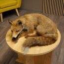 Renard roux couché - Taxidermie - Trophée...