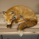 Renard roux couché - Taxidermie - Trophée...