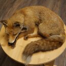 Fuchs Rotfuchs liegend Präparat Tierpräparat Tiertrophäe Breite 43 cm 89.8.195