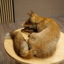 Fuchs Rotfuchs liegend Präparat Tierpräparat Tiertrophäe Breite 43 cm 89.8.195